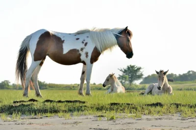 Erlebe wilde ponys auf assateague, entdecke adler und delfine und lausche inselgeschichten bei einer entspannten kleinen bootstour ab chincoteague. ferngläser inklusive.