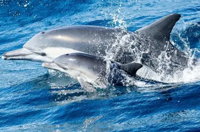 Newport Beach Whale and Dolphin Watching Cruise: 96% success rate