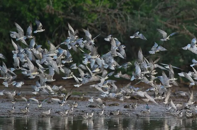 Observação de aves em Bundala: 197 espécies e flamingos maiores