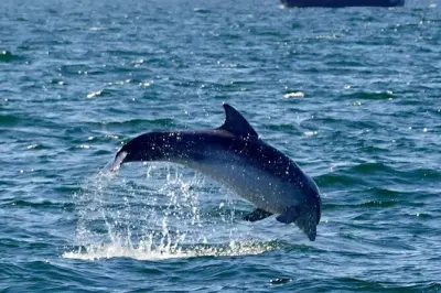 Passeio ecológico de 2h para ver golfinhos na baía de Dingle