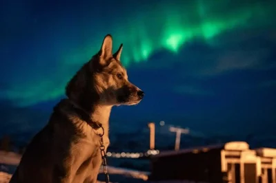 Vivi la magia della notte artica vicino a tromsø con husky, cena locale attorno al fuoco e vere possibilità di vedere l’aurora boreale. include pickup e abbigliamento termico.