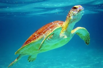 Descubre cómo nadar con tortugas marinas cerca de cancún. haz snorkel en una bahía tranquila, explora un cenote sagrado y disfruta de traslado desde tu hotel con guía certificado.