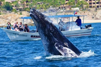 Walbeobachtung in cabo san lucas mit meeresbiologe, kleiner gruppe und gratis fotos. garantierte wal-sichtungen – erlebe die giganten hautnah.