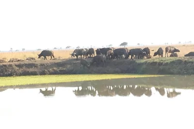 Fly from zanzibar for a full-day mikumi safari. spot lions, elephants, giraffes & 300+ bird species. private transport, flights & lunch included.