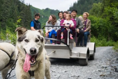 Vivez l’excitation d’une balade en traîneau à chiens à seward, rencontrez des chiots huskies et découvrez un chenil de course avec des guides locaux. transport aller-retour et boissons chaudes