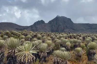 Depuis Bogotá, randonnée au plus grand páramo du monde, Sumapaz