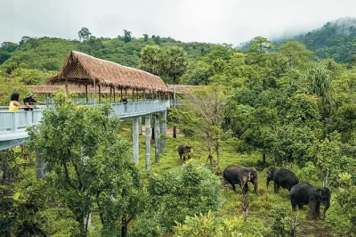 Feel the quiet of phuket’s first ethical elephant sanctuary, stroll the canopy walkway, watch rescued elephants roam free, and unwind with snacks—all with a local guide.