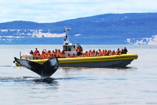 Avistamiento de ballenas en Tadoussac: Opción en Zodiac o barco