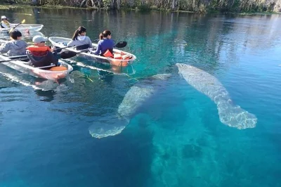 Erlebe silver springs im glasklaren kajak oder auf dem paddleboard, entdecke manatees und schildkröten aus nächster nähe und lausche spannenden geschichten von einheimischen. alles equipment inklus