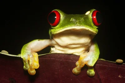 Step into drake bay’s rainforest after dark with tracie the bug lady. spot bats, bugs, and creatures on a guided walk. includes expert guides, group viewing tech, and pickup details.