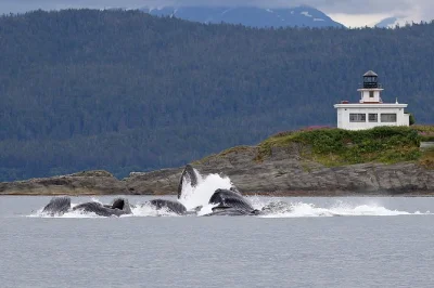 Observez les baleines à bosse près de juneau, puis partez en balade jusqu’au glacier mendenhall avec un guide local. bateau chauffé, encas, transferts et 1h30 au glacier inclus.