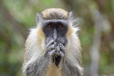 Watch wild green monkeys at feeding time, ride the tram through harrison’s cave, and stop for lunch with ocean views in bathsheba. includes pickup and entry fees.