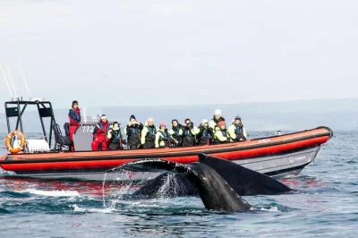 Feel the wind in your face on a fast rib boat from húsavík, spot whales up close, watch puffins on lundey, and travel with a local guide. includes warm gear.