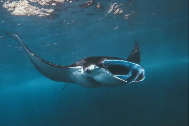 Snorkel en Manta Point, Nusa Penida: Mantarrayas