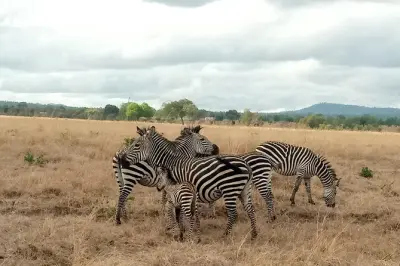 Safari de 3 días en el parque Mikumi desde Dar es Salaam: Safaris