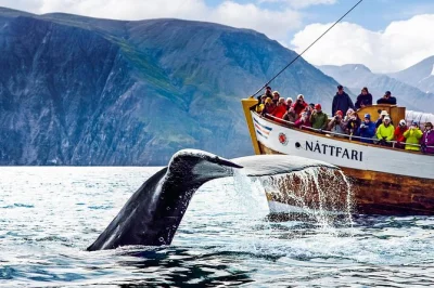 Feel the north atlantic air on a classic oak boat from húsavík, spot whales in skjálfandi bay, listen to local stories, and enjoy light refreshments with your guide.