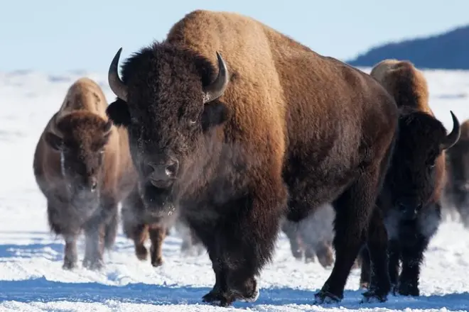 Jackson Hole : Visite privée et balade en traîneau à élans