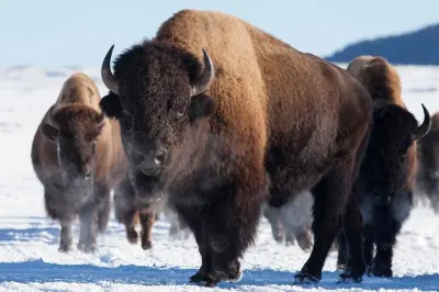Jackson Hole Wildlife Safari: Private Tour with Elk Sleigh Ride