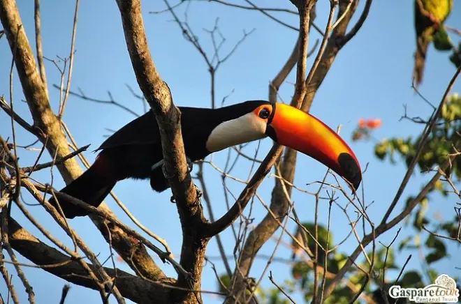Pantanal desde Cuiabá: Safari de fauna y paseo en canoa 2 días