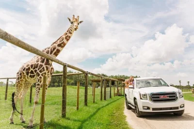 Erlebe eine spannende selbstfahrer-safari bei orlando mit zebras, bisons und giraffen. inklusive eintritt in den gator park und der möglichkeit, giraffen aus der hand zu füttern.