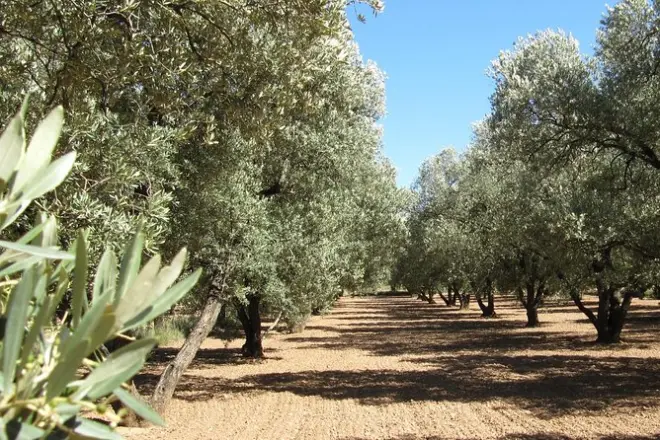 Tour de aceite de oliva y pueblo fantasma de Belchite desde Zaragoza