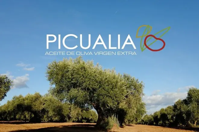 Andalucia Olive Oil Tasting: Learn EVOO at Picualia Mill