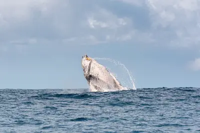 Whale Watching Gold Coast: Eye-Level Safari Vessel