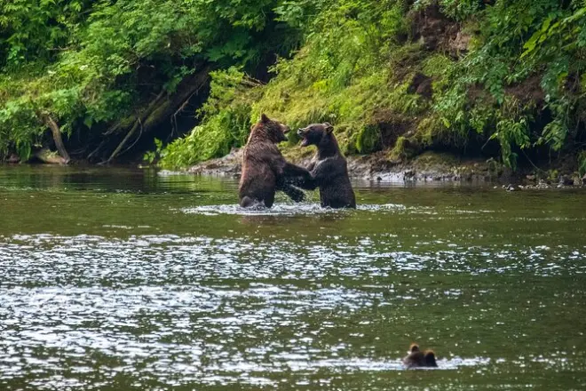 Chichagof Island Brown Bear Search Tour from Hoonah