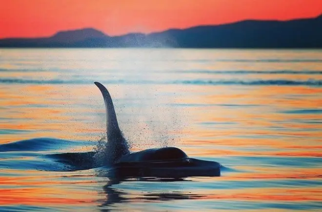 Sunset Whale and Wildlife Tour in Cowichan Bay: Salish Sea