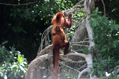 Desde cartagena, descubre el bosque seco tropical, avista monos tití de cabellera blanca, disfruta comida local y camina con guías expertos. incluye transporte y almuerzo.