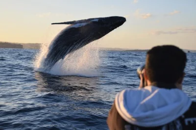 Scopri l’emozione di uscire dal porto di sydney in speed boat per un tour di avvistamento balene, con skipper esperto, giacche impermeabili e partenza facile da circular quay.