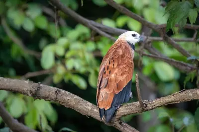 Amazonas desde Manaus: Delfines y campamento en la selva, 4 días