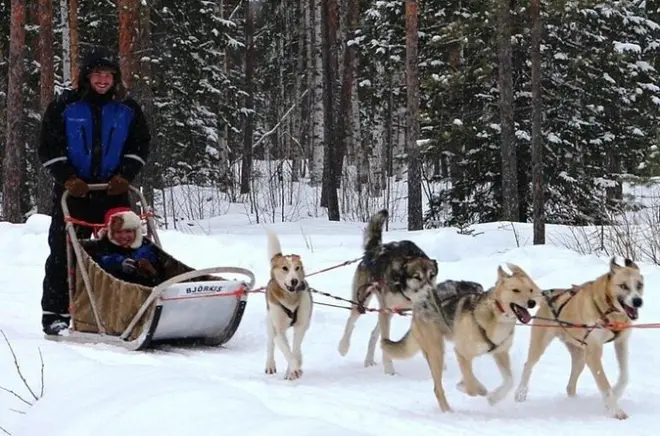 Safari con slitte trainate da renne e husky da Levi