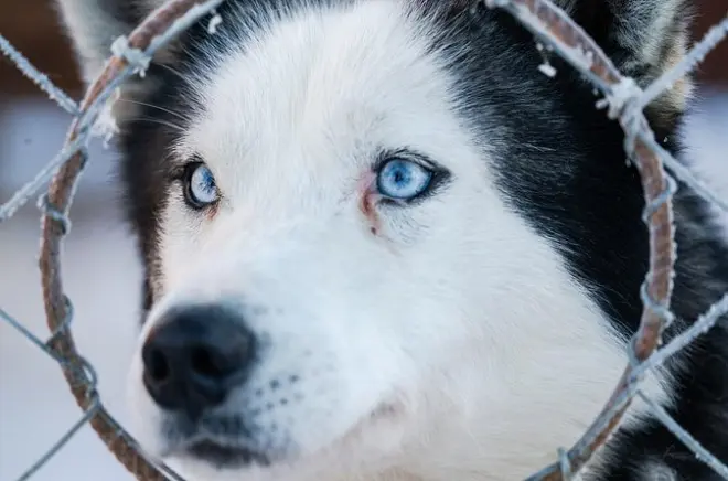 Husky Sledding in Levi: 2 km ride with professional musher