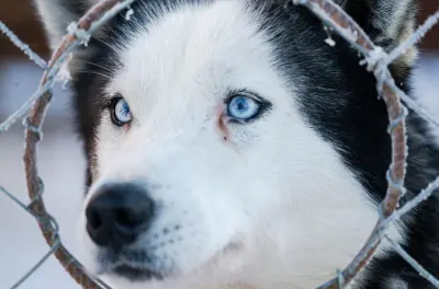 Husky Sledding in Levi: 2 km ride with professional musher