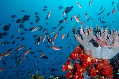 4 Tage Schnorcheln Komodo: Mantarochen, Drachen, Pink Beach