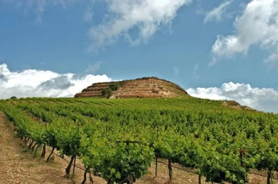 Follow a local guide in crete to taste family wines, sample olive oil at the mill, and see the world’s oldest olive tree. includes pickup, tastings, and lunch.