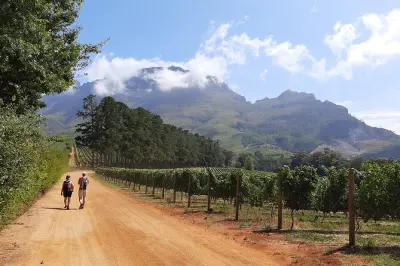 Stellenbosch Vineyard Walk & Wine Tasting: 3-5km guided tour