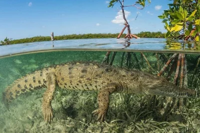 Slip into tamarindo’s wild mangroves by boat, spot crocodiles and monkeys, and hear local stories with a naturalist guide. includes pickup, water, and fresh fruit.