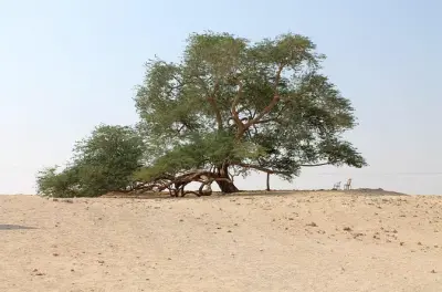 Bahrains Naturtour ab Manama: Ölgeschichte und Tierwelt