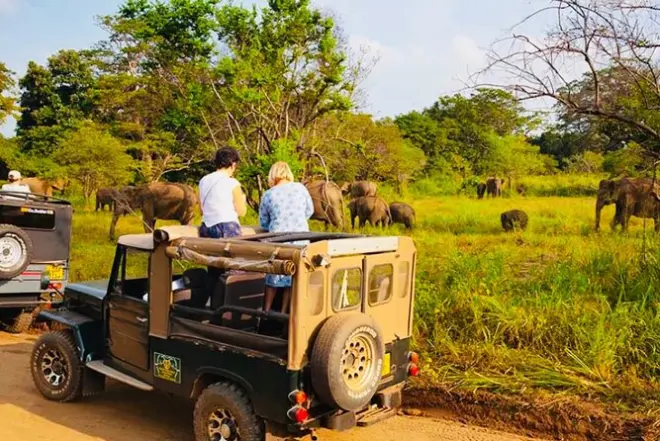 Sigiriya Day Trip: Rock Fortress, Safari & Cave Temple