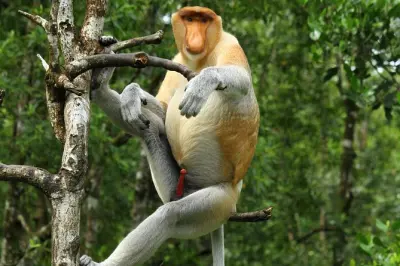 Sepilok orang-outans et singes proboscis à Labuk Bay, Sandakan