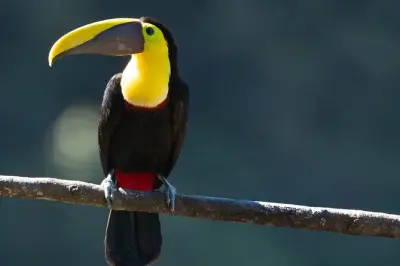 Avistamiento de aves en Mindo con guía experto en bosque nuboso