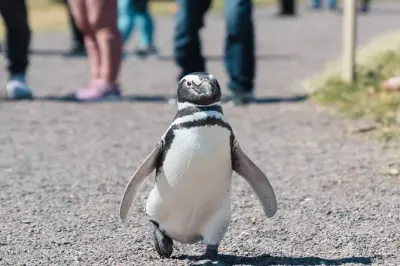 Colonia de pingüinos en Punta Tombo: Camina entre miles