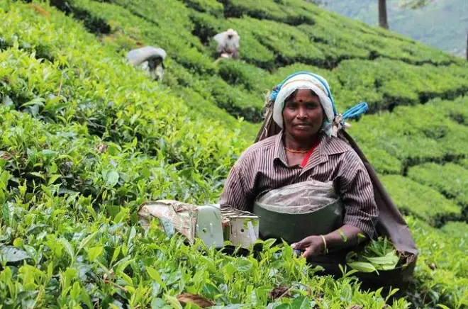 Kerala 5 jours privé : Munnar, Thekkady et les backwaters