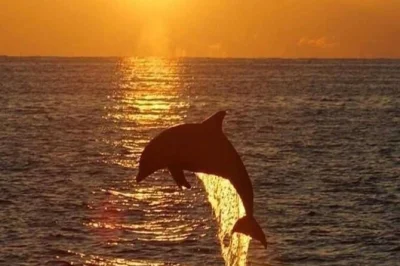 Hilton head, croisière au coucher du soleil avec dauphins sauvages garantis, commentaires locaux et départs quotidiens depuis le phare de harbour town.