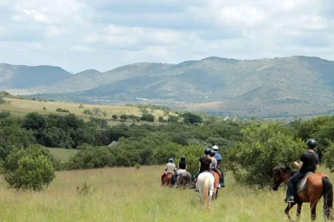Pferdereiten in Pretoria: Wildtiersafari auf ausgebildeten Pferden