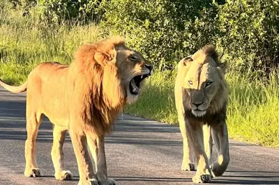 Safari en Kruger: Día completo con recorrido en vehículo abierto
