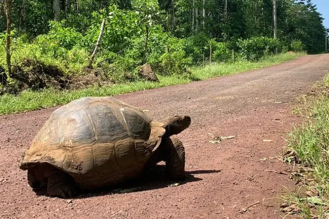 7-Day Galapagos Islands Tour from Quito: Santa Cruz & Isabela