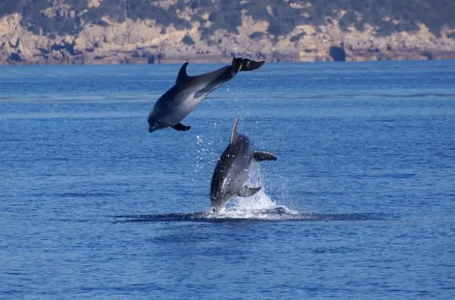 Snorkel en Alghero: Investigación de delfines con biólogos marinos